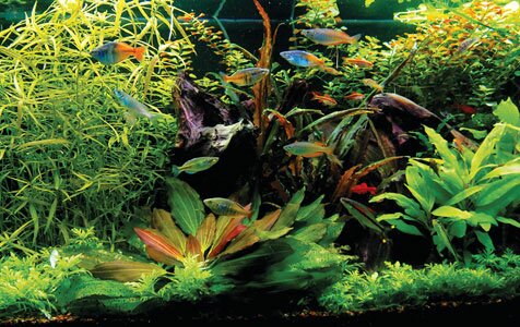 Planted Aquarium MLW.jpg