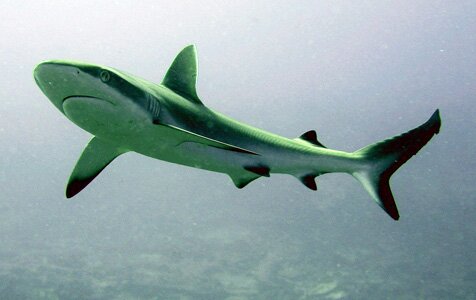 Kiribati Shark.jpg