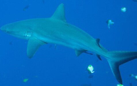 Bull shark Palau.jpg
