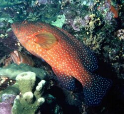 Coral Hind or Coral Grouper. Image by Albert Kok/GNU.
