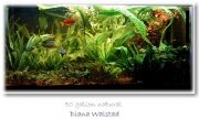 Diana Walstad's 50-gallon planted aquarium.Diana Walstad