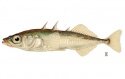 Gasterosteus-aculeatus.jpg