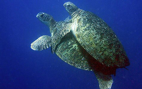Kiribati Turtles.jpg