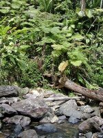 El Yunque rainforest stream.jpg