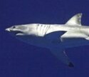 White Shark 150px.jpg